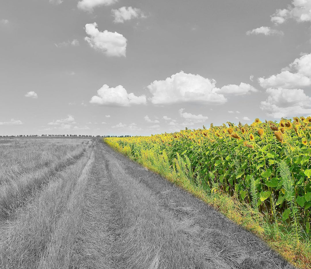 Feldweg Sonnenblumen Herdabdeckplatte & Spritzschutz aus Echtglas | Für Herd-Kochfelder | 60x52 cm