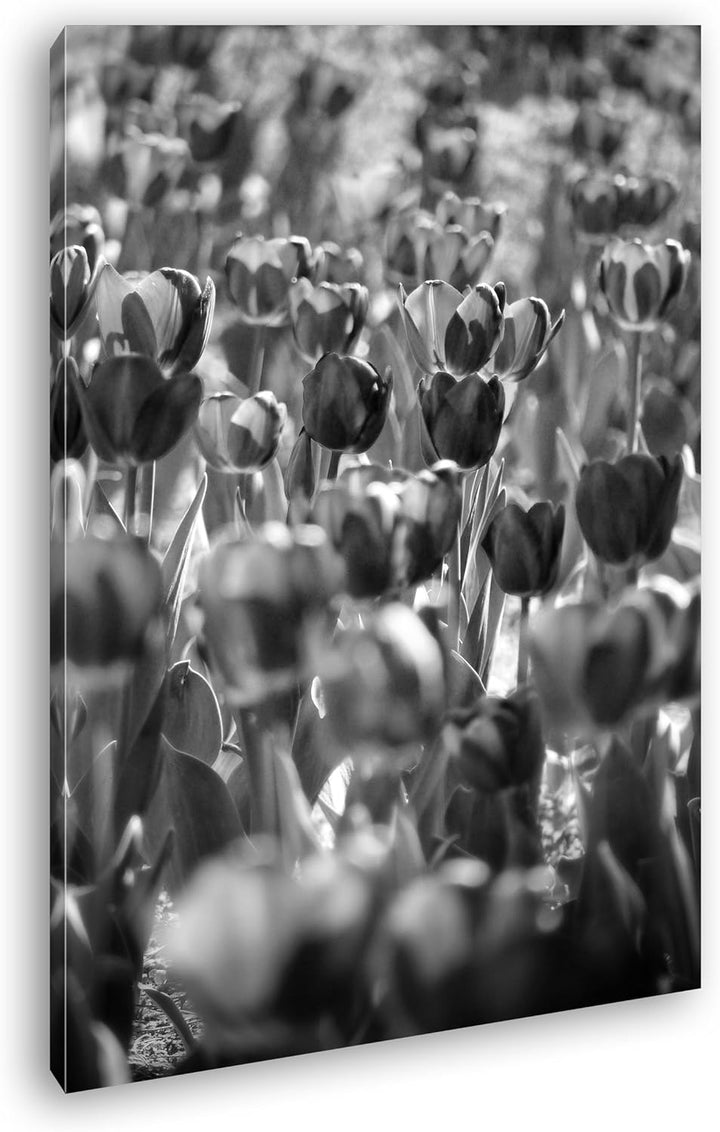 deyoli violette Tulpen Format: 80x60 Effekt: Schwarz/Weiss als Leinwand, Motiv fertig gerahmt auf Ec