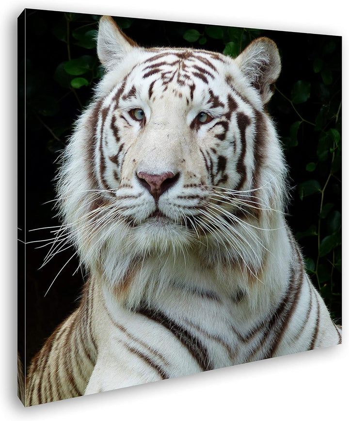 deyoli majestätischer Tiger im Format: 70x70 als Leinwandbild, Motiv fertig gerahmt auf Echtholzrahm