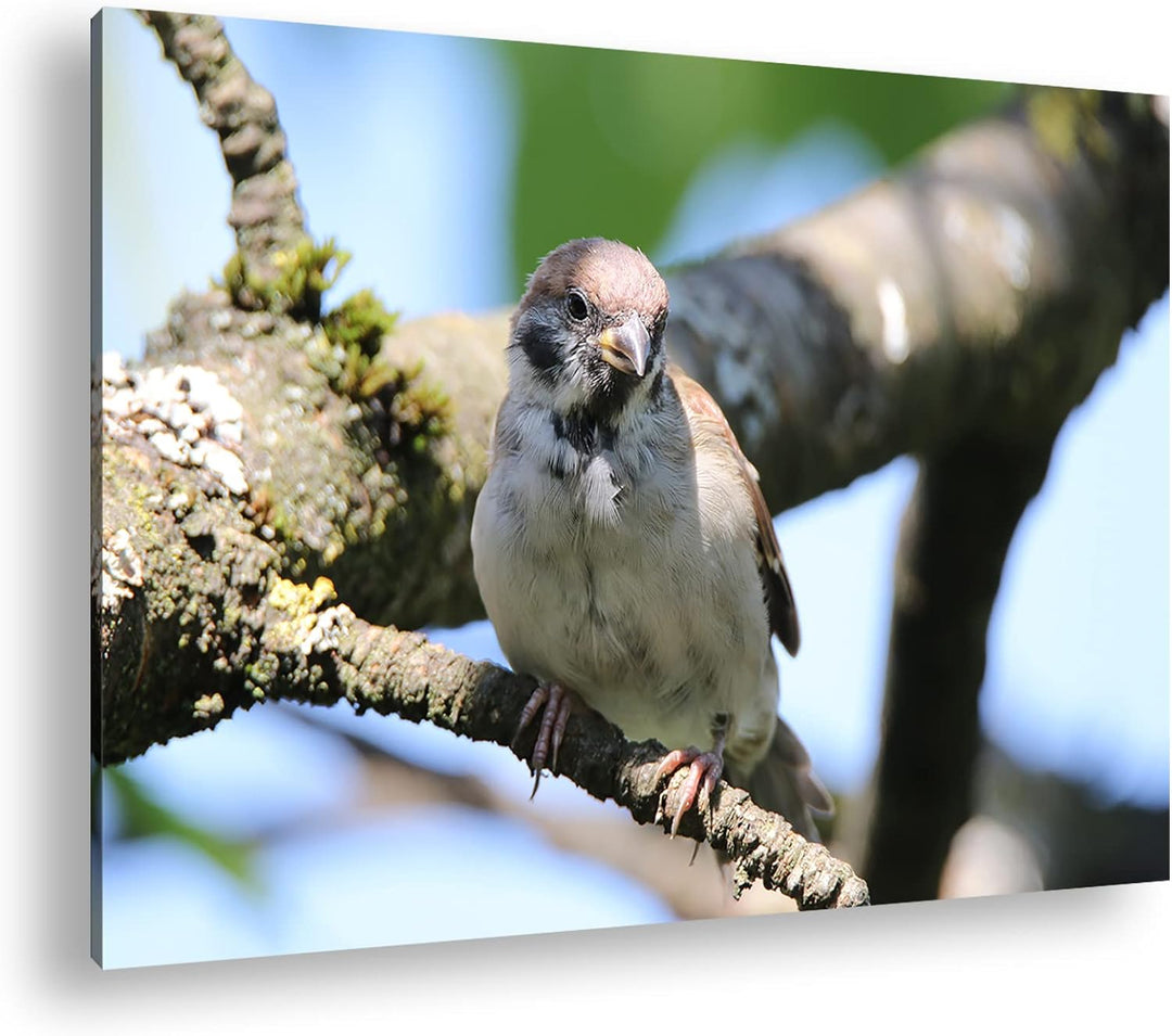 deyoli neugieriger Vogel Format: 60x40 als Leinwandbild, Motiv fertig gerahmt auf Echtholzrahmen, Ho