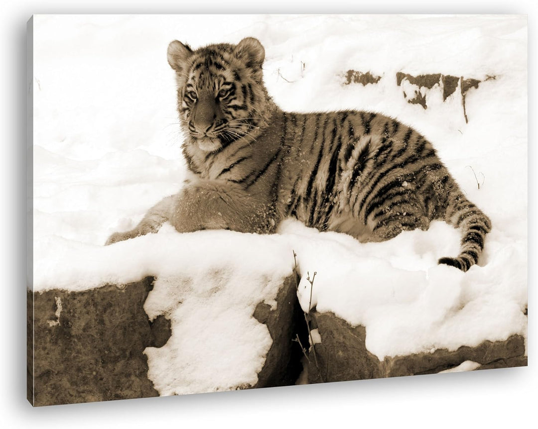 deyoli ruhig liegender Tiger im Schnee Format: 80x60 Effekt: Sepia als Leinwandbild, Motiv fertig ge