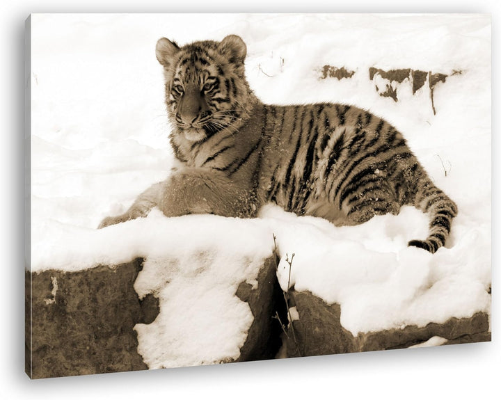 deyoli ruhig liegender Tiger im Schnee Format: 80x60 Effekt: Sepia als Leinwandbild, Motiv fertig ge