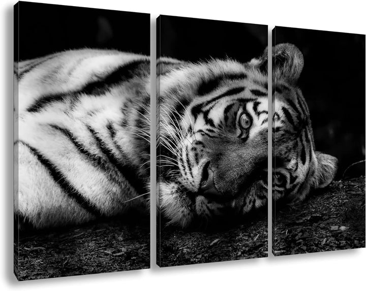 deyoli Tiger in der Ruhephase Format: 3Teilig als Leinwand, Effekt: Schwarz&Weiss, Motiv fertig gera