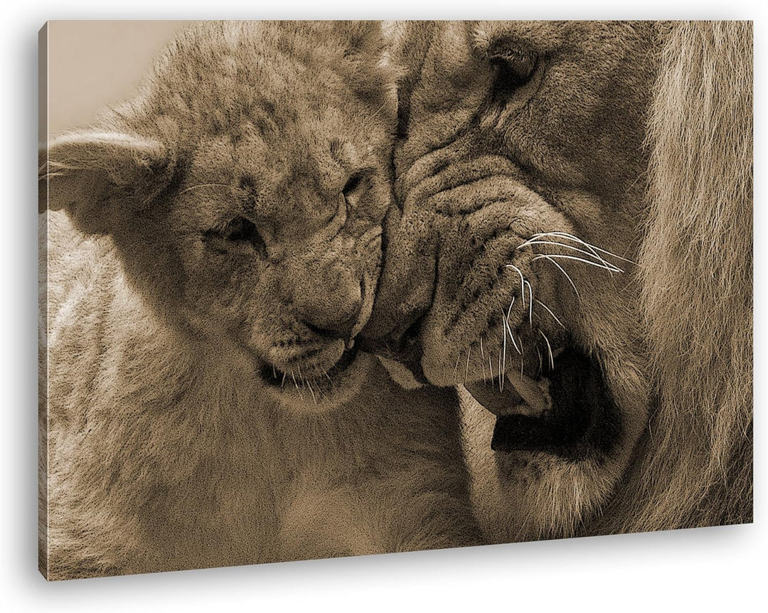 deyoli wilde Löwen Format: 80x60 Effekt: Sepia als Leinwandbild, Motiv fertig gerahmt auf Echtholzra