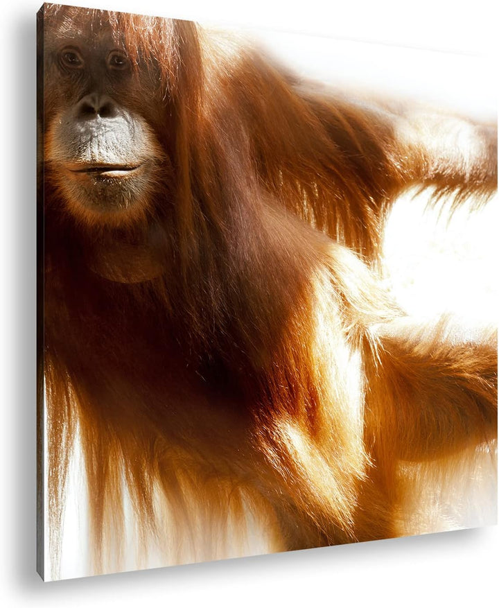 deyoli lustiger Schimpanse Format: 70x70 als Leinwandbild, Motiv fertig gerahmt auf Echtholzrahmen,