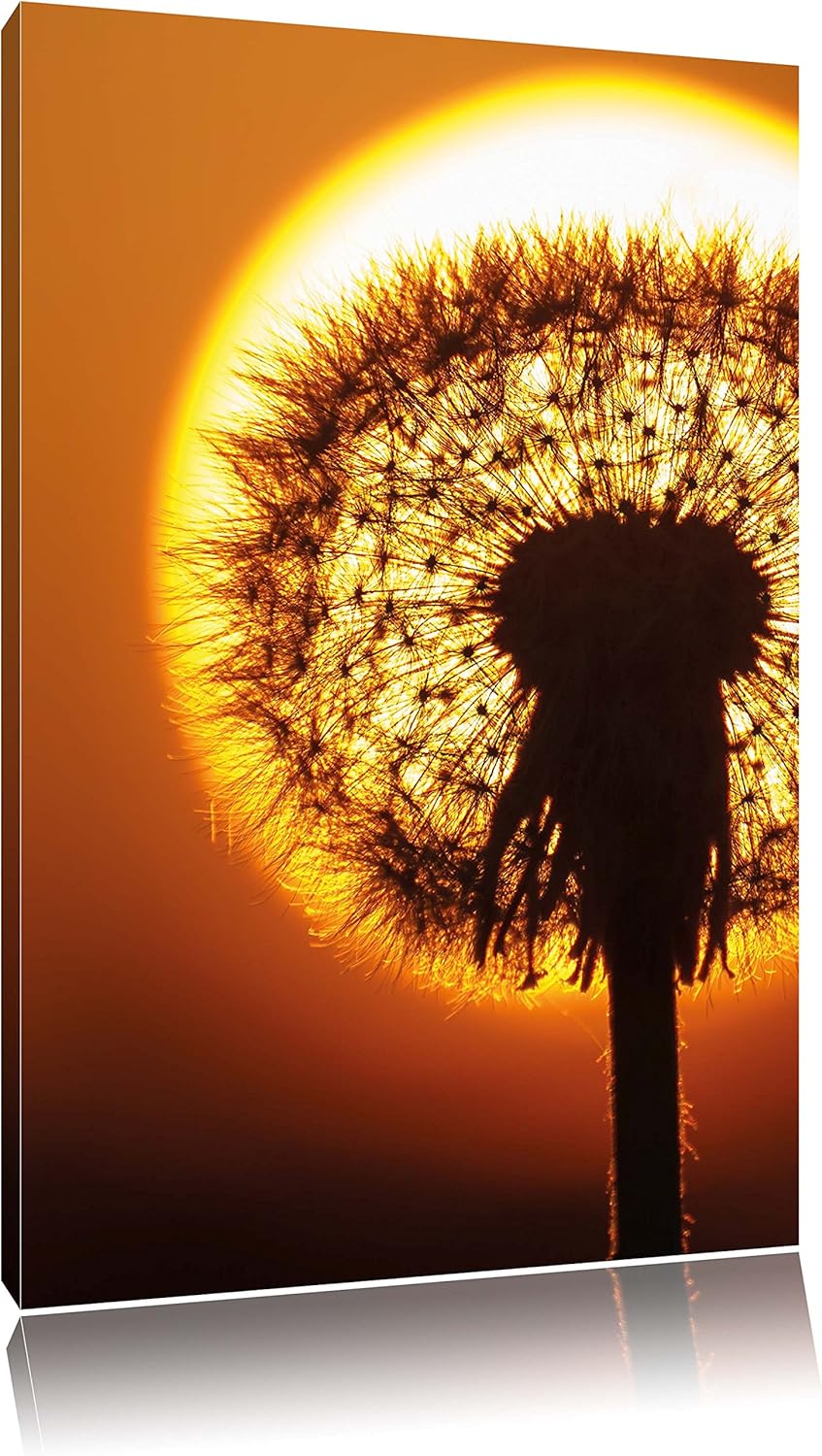 Pusteblume im Abendlicht, Format: 100x70 auf Leinwand, XXL riesige Bilder fertig gerahmt mit Keilrah
