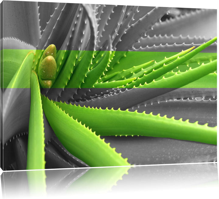 grüne Aloe Vera Pflanze schwarz/weiss Format: 100x70 auf Leinwand, XXL riesige Bilder fertig gerahmt