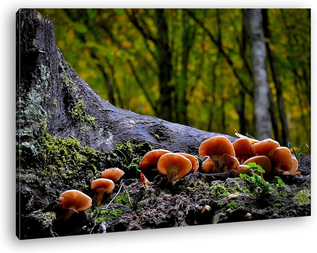 deyoli Pilze am Baumstamm Format: 80x60 als Leinwand, Motiv fertig gerahmt auf Echtholzrahmen, Hochw