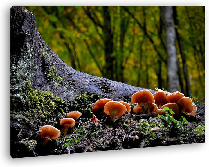 deyoli Pilze am Baumstamm Format: 80x60 als Leinwand, Motiv fertig gerahmt auf Echtholzrahmen, Hochw
