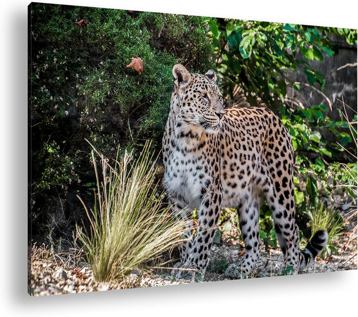 deyoli majestätischer Leopard Format: 100x70 als Leinwand, Motiv fertig gerahmt auf Echtholzrahmen,