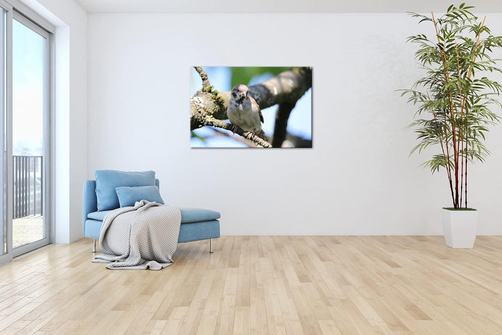 deyoli neugieriger Vogel Format: 60x40 als Leinwandbild, Motiv fertig gerahmt auf Echtholzrahmen, Ho