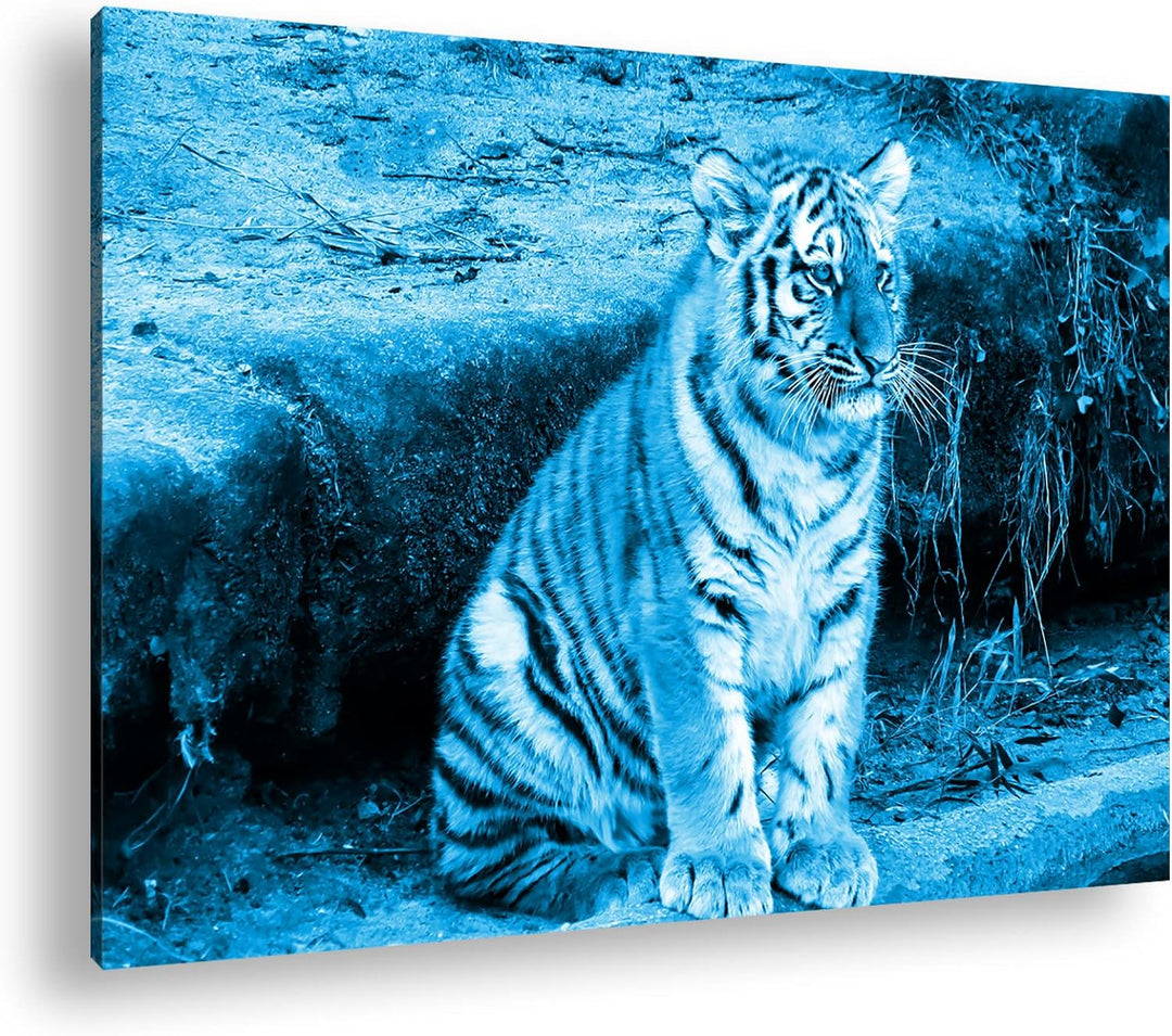deyoli niedliches Tiger Jungtier Format 80x60 Effekt: Monocrome Blau als Leinwandbild, Motiv fertig