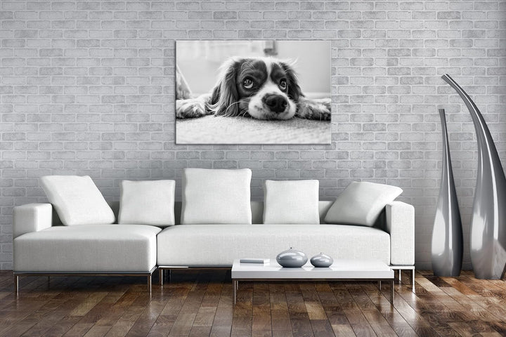 deyoli zauberhafter Cocker Spaniel Effekt: Schwarz&Weiss Format: 100x70 als Leinwandbild, Motiv fert