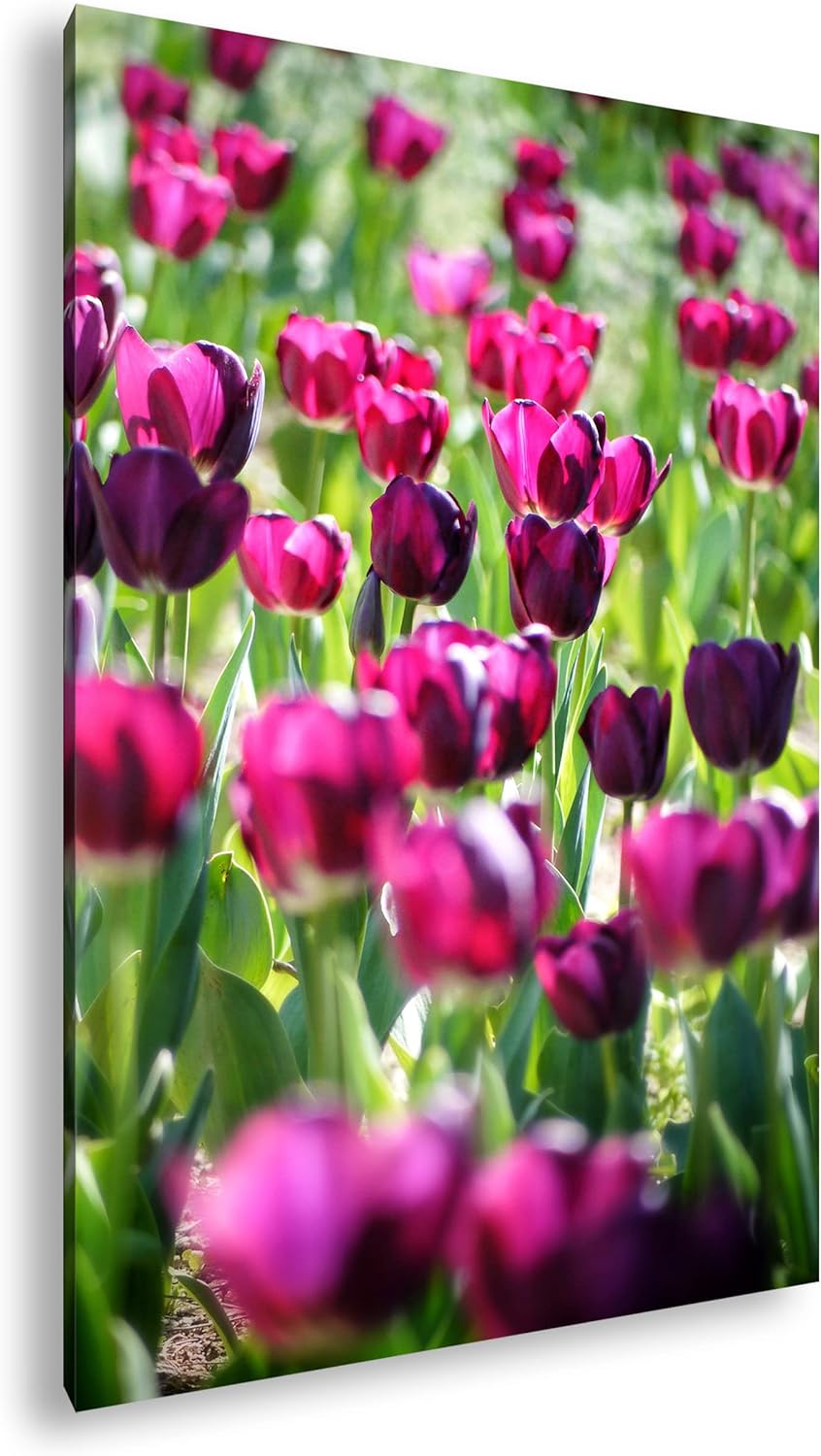 deyoli violette Tulpen Format: 80x60 als Leinwand, Motiv fertig gerahmt auf Echtholzrahmen, Hochwert