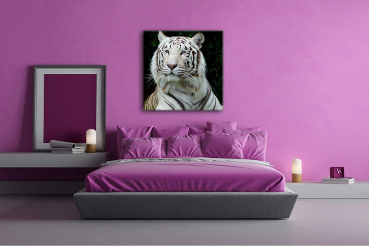 deyoli majestätischer Tiger im Format: 70x70 als Leinwandbild, Motiv fertig gerahmt auf Echtholzrahm