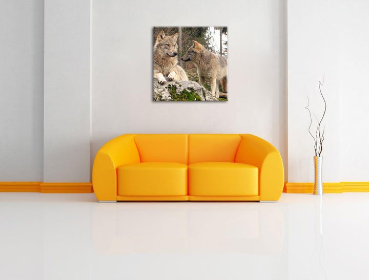 Pixxprint Wölfe im Wald, Format: 70x70 auf Leinwand, XXL riesige Bilder fertig gerahmt mit Keilrahme