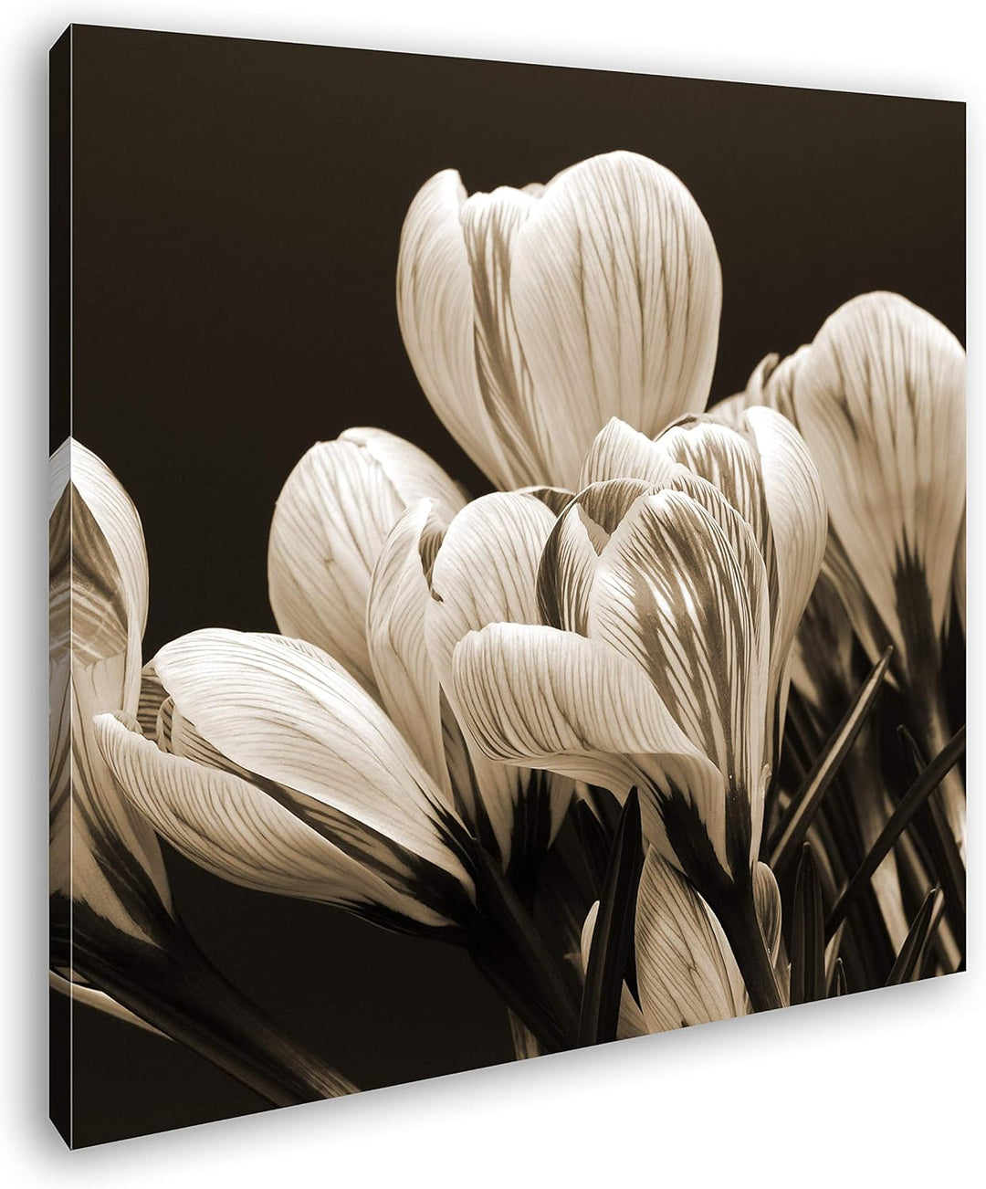 deyoli Krokusse im Frühling Format: 60x60 Effekt: Sepia als Leinwandbild, Motiv fertig gerahmt auf E