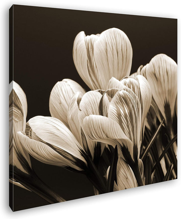 deyoli Krokusse im Frühling Format: 60x60 Effekt: Sepia als Leinwandbild, Motiv fertig gerahmt auf E
