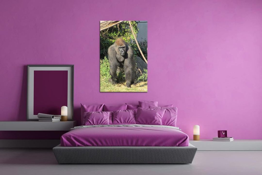 deyoli stolzer Gorilla Format: 80x60 als Leinwand, Motiv fertig gerahmt auf Echtholzrahmen, Hochwert
