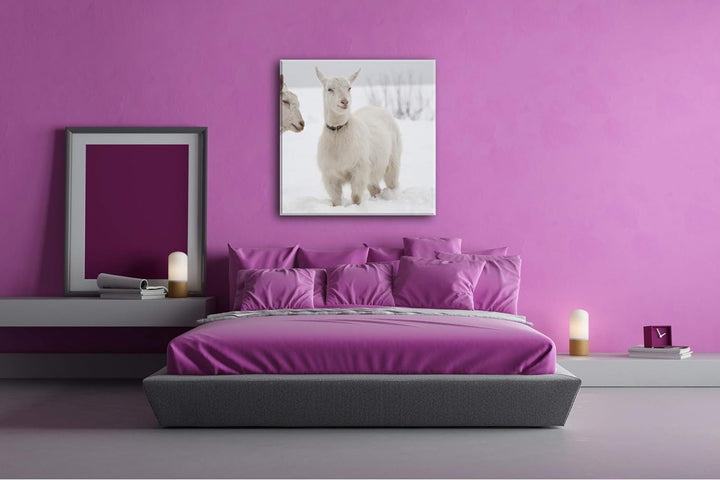 deyoli weisse Ziegen im Schnee Format: 70x70 als Leinwand, Motiv fertig gerahmt auf Echtholzrahmen,