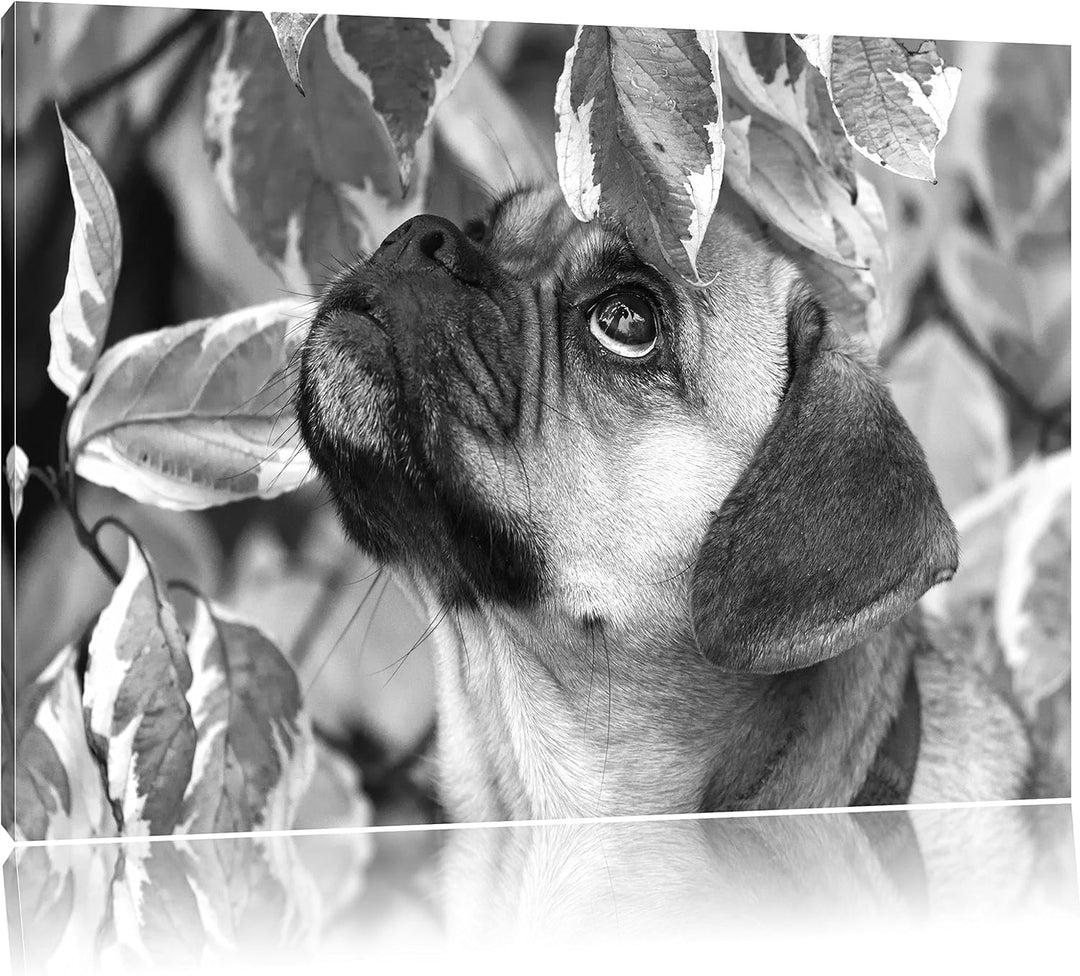 Pixxprint zwischen Blättern Mops als Leinwandbild/Grösse: 100x70 / Wandbild/Kunstdruck/fertig bespan