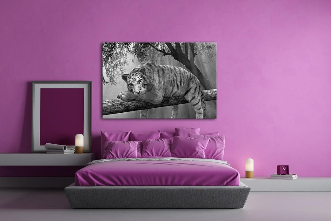 deyoli ruhig liegender weisser Tiger Effekt: Schwarz/Weiss Format: 80x60 als Leinwandbild, Motiv fer