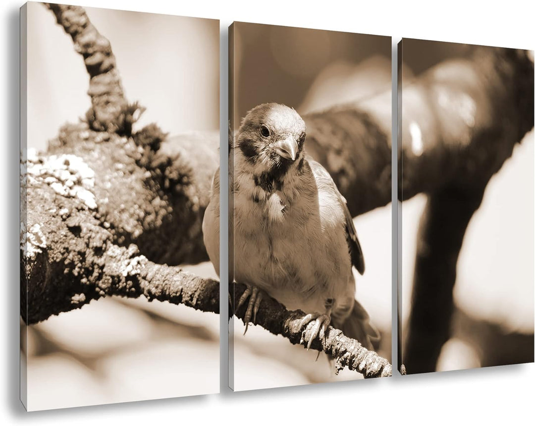 deyoli neugieriger Vogel Format: 3Teilig Effekt: Sepia als Leinwandbild, Motiv fertig gerahmt auf Ec