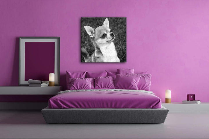 deyoli niedlicher Chiwawa Format: 60x60 Effekt: Schwarz&Weiss als Leinwandbild, Motiv auf Echtholzra