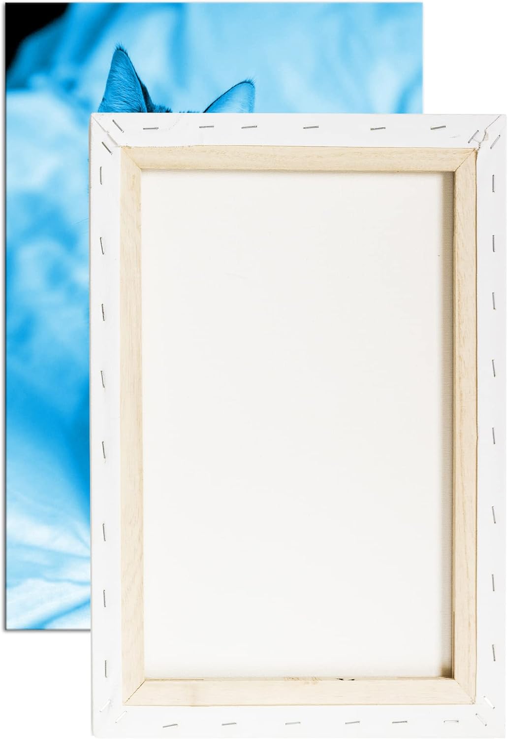 deyoli süsse Savannah Katze Format 80x60 Effekt: Monocrome Blau als Leinwandbild, Motiv fertig gerah