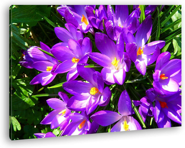 deyoli malerische Krokusse im Frühling Format: 80x60 als Leinwandbild, Motiv fertig gerahmt auf Echt