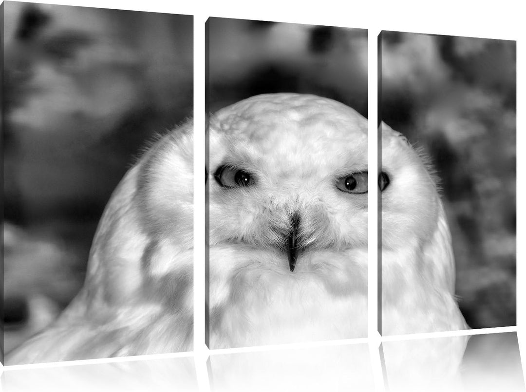 Prächtige schneeweisse Eule als Leinwandbild/Grösse: 3 Teilig (120x80) cm/Wandbild/Kunstdruck/fertig