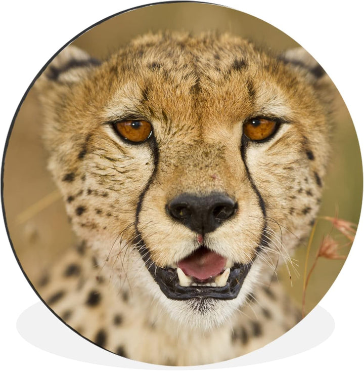 MuchoWow Wandbild Rund Wanddeko Deko Wohnzimmer Bilder 90x90 cm Leopard - Kopf - Pflanzen, 90x90 cm