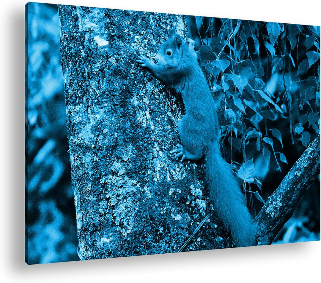 deyoli kleines niedliches Eichhörnchen auf einem Baum Format 80x60 Effekt: Monocrome Blau als Leinwa