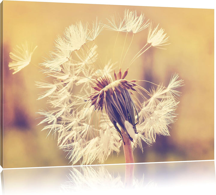 Herbst Löwenzahn, Format: 100x70 auf Leinwand, XXL riesige Bilder fertig gerahmt mit Keilrahmen, Kun