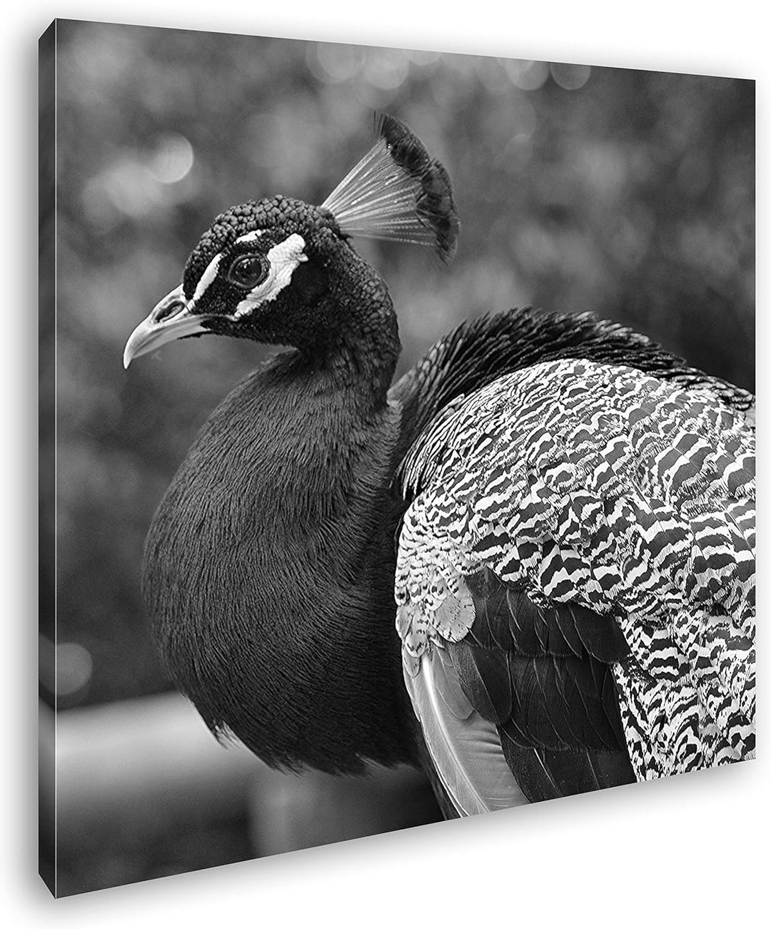 deyoli stolzer Pfau Format: 70x70 Effekt: Schwarz&Weiss als Leinwandbild, Motiv fertig gerahmt auf E