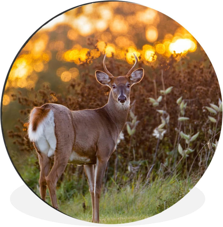 MuchoWow Wandbild Rund Wanddeko Deko Wohnzimmer Bilder 90x90 cm Hirsche - Pflanzen - Sonnenuntergang