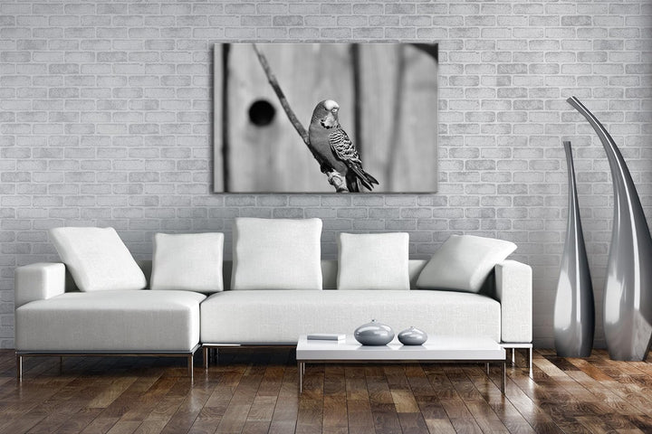 deyoli niedlicher Wellensittich Effekt: Schwarz/Weiss Format: 60x40 als Leinwandbild, Motiv fertig g