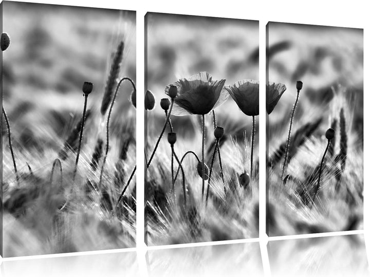 Pixxprint Zwei schöne Mohnblumen als Leinwandbild/Grösse: 3 Teilig (120x80) cm/Wandbild/Kunstdruck/f