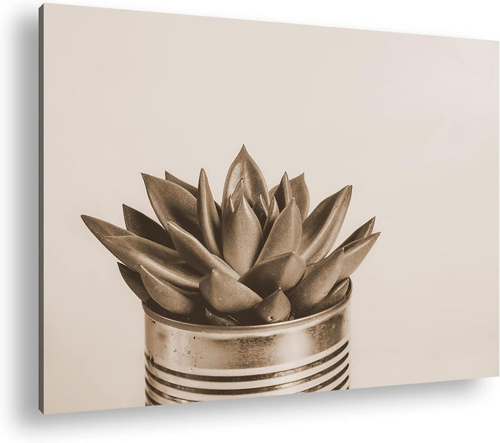 deyoli wachsende Sukkulente Format: 120x80 als Leinwand, Effekt: Sepia, Motiv fertig gerahmt auf Ech