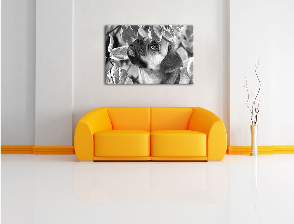 Pixxprint zwischen Blättern Mops als Leinwandbild/Grösse: 100x70 / Wandbild/Kunstdruck/fertig bespan