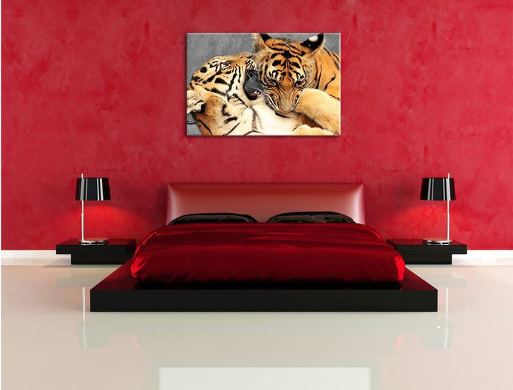 Pixxprint Zwei Junge Tiger beim Kämpfen als Leinwandbild/Grösse: 100x70 cm/Wandbild/Kunstdruck/ferti