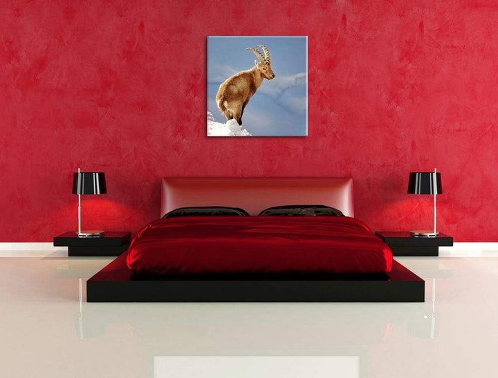 Steinbock im Schnee, Format: 70x70 auf Leinwand, XXL riesige Bilder fertig gerahmt mit Keilrahmen, K