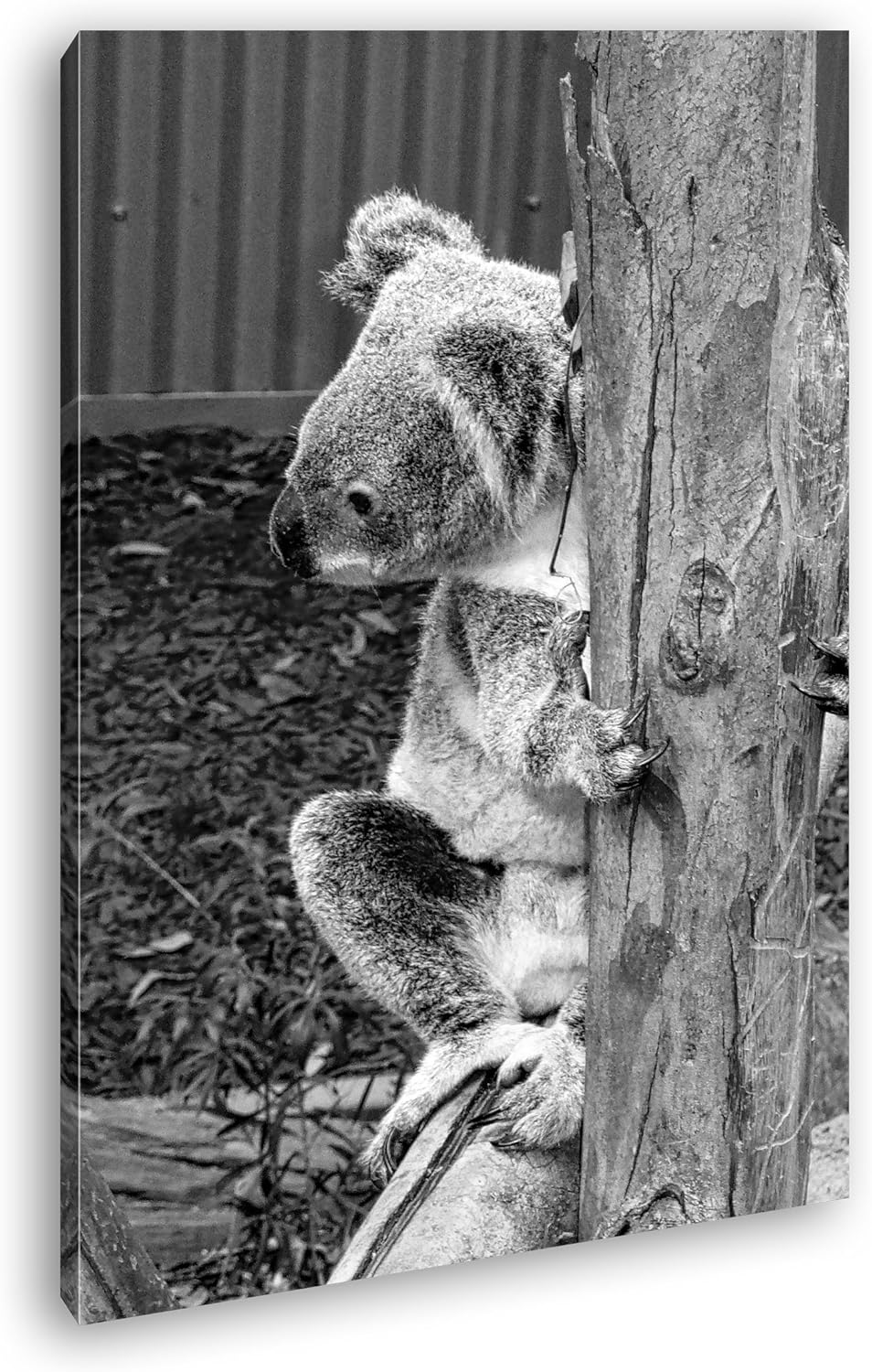 deyoli niedlicher Koala in Australien Effekt: Schwarz/Weiss Format: 60x40 als Leinwandbild, Motiv fe
