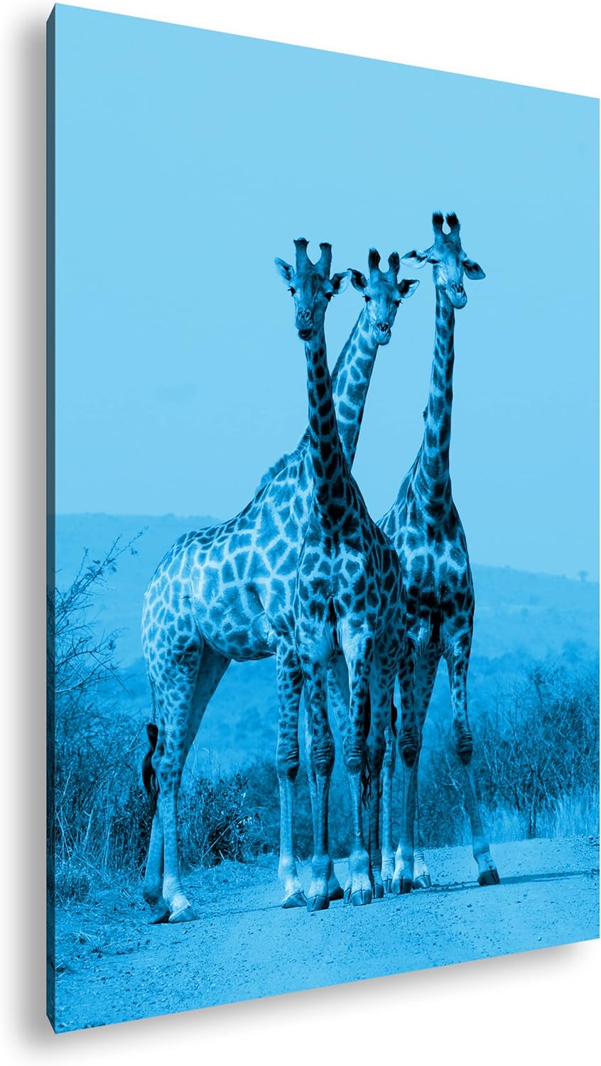 deyoli süsse Giraffen Format: 100x70 Effekt: Monocrome Blau als Leinwand, Motiv fertig gerahmt auf E