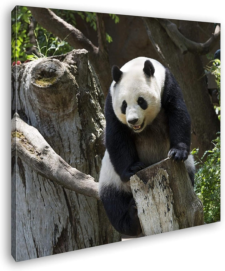 deyoli knuffiger Panda Format: 70x70 als Leinwandbild, Motiv fertig gerahmt auf Echtholzrahmen, Hoch