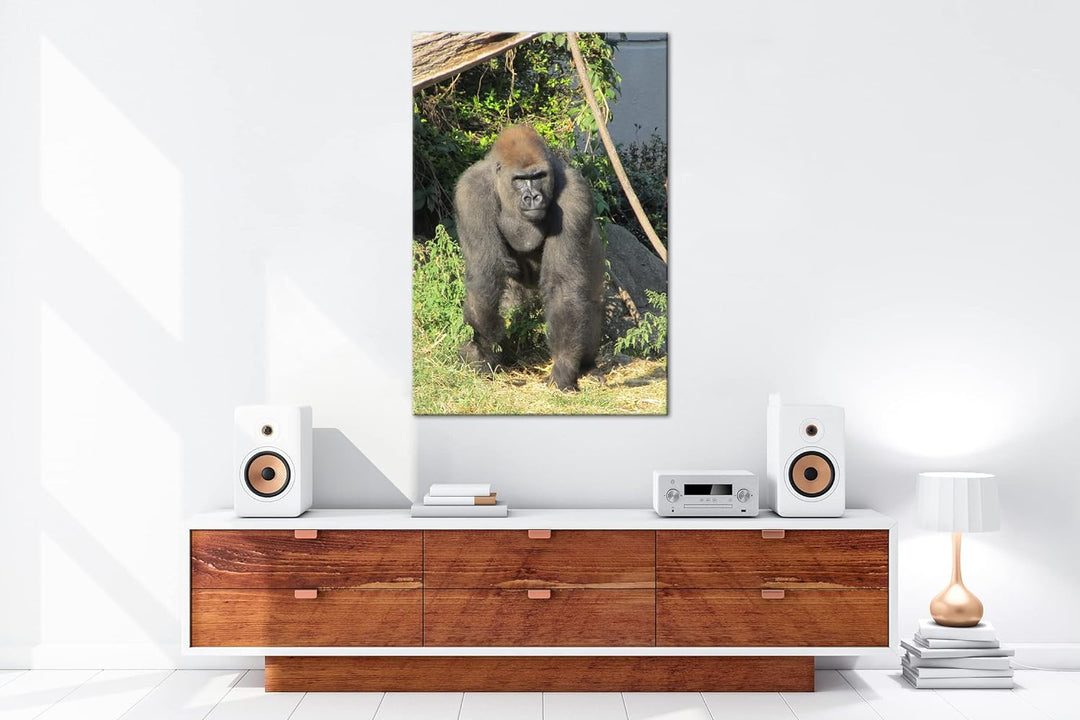 deyoli stolzer Gorilla Format: 80x60 als Leinwand, Motiv fertig gerahmt auf Echtholzrahmen, Hochwert