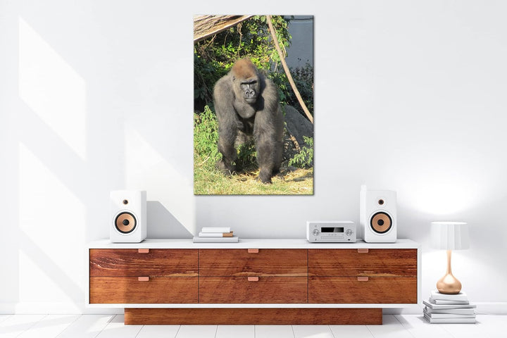deyoli stolzer Gorilla Format: 80x60 als Leinwand, Motiv fertig gerahmt auf Echtholzrahmen, Hochwert