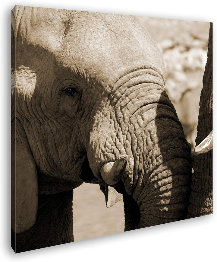 deyoli niedliches Elefanten Paar Format: 60x60 Effekt: Sepia als Leinwandbild, Motiv fertig gerahmt