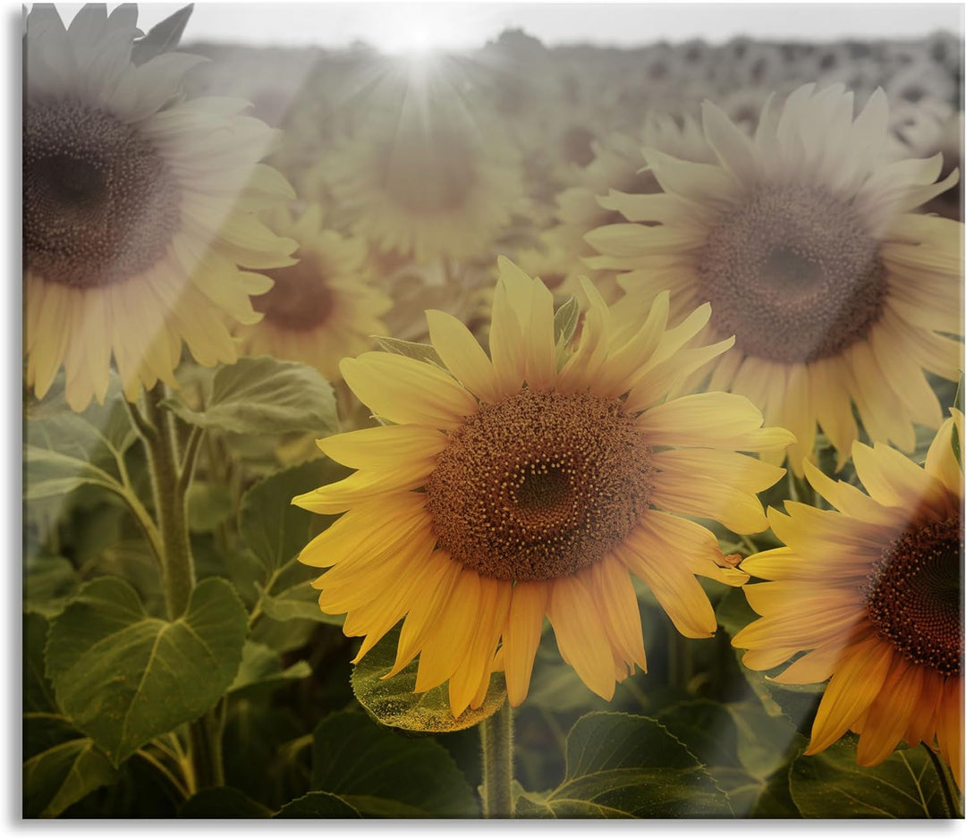 Sonnenblumen auf dem Feld Herdabdeckplatte & Spritzschutz aus Echtglas | Für Herd-Kochfelder | 60x52