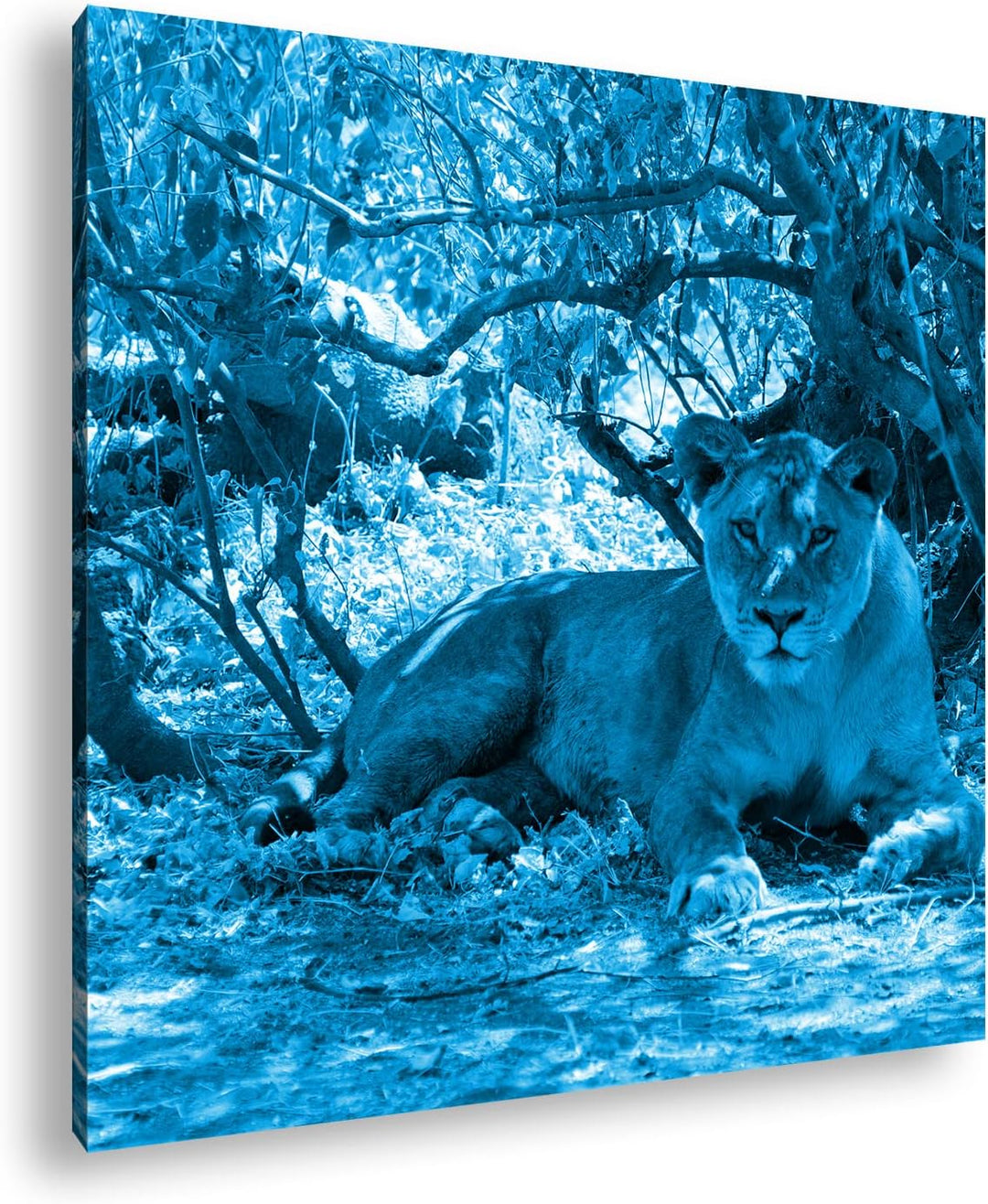 deyoli ruhige Löwin Format: 60x60 Effekt: Monocrome Blau als Leinwandbild, Motiv fertig gerahmt auf
